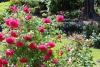 Snoqualmie Rose Garden.JPG