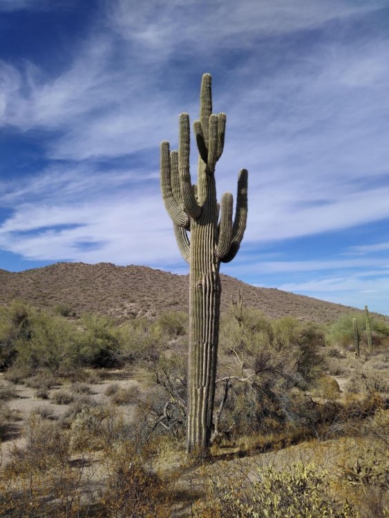 Saguaro cactus  - Imgur.jpg