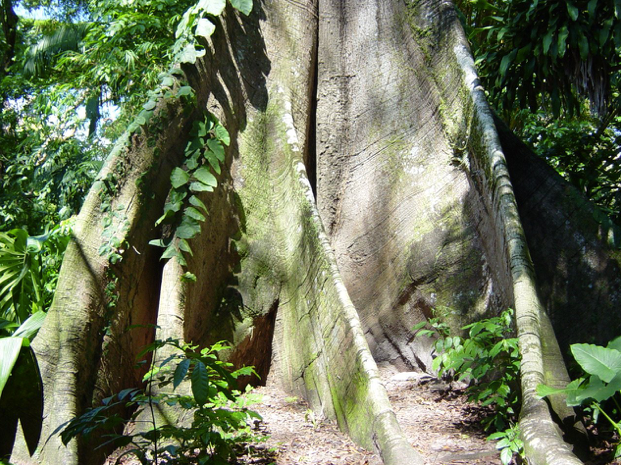 Rainforesttrunk.png.8f38c3792bd593d0840cabd87eb2e3d9.png