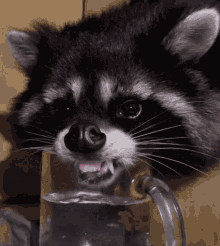 waschbär-raccoon (1).gif