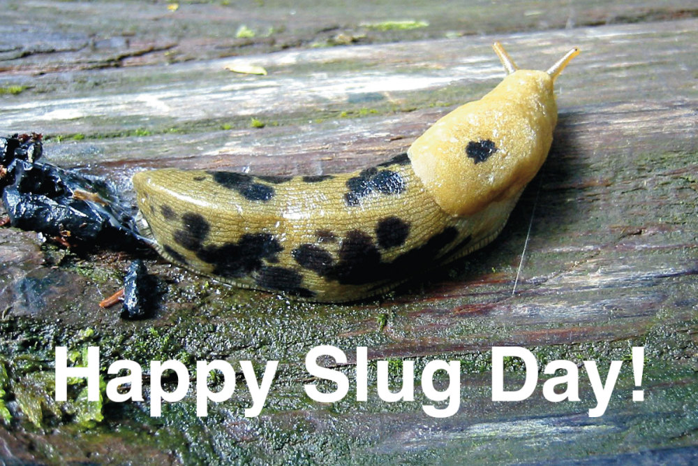 slug_day.thumb.png.e101199402f4c7a74abce9da265c1765.png