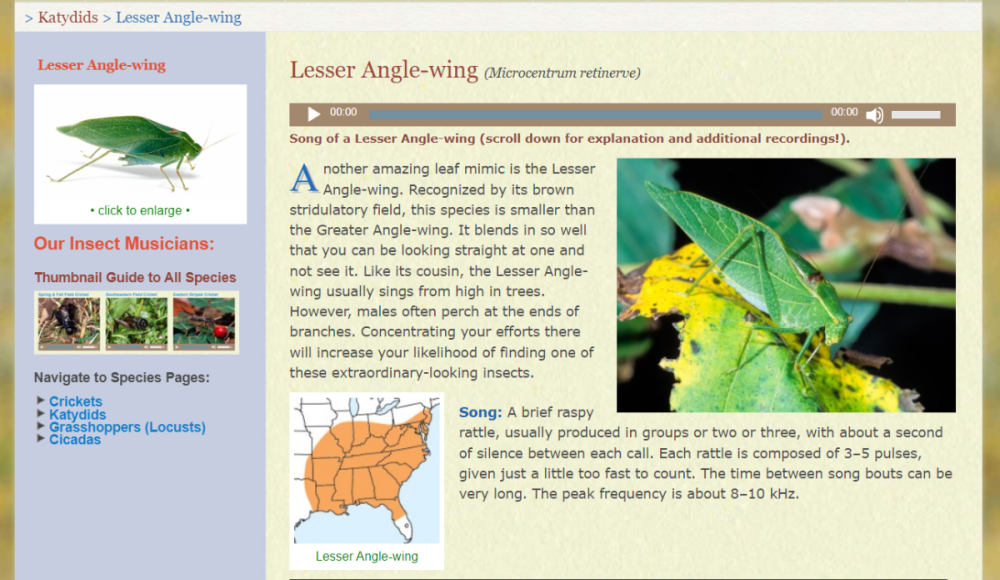 2023-10-06 19_30_32-Lesser Anglewing _ Songs of Insects.png