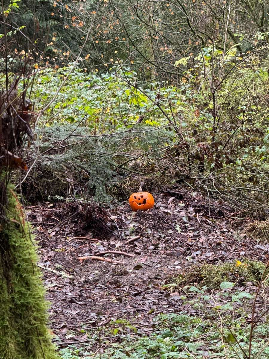 December 2024 Weather Observations And Discussion In The PNW Page 34